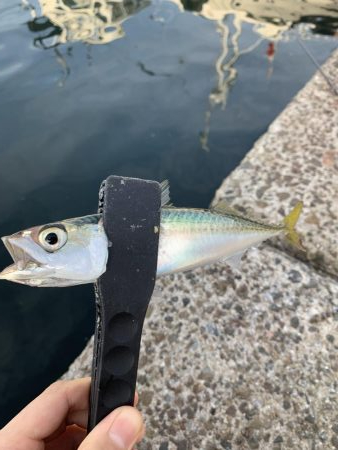 アジングとちょいメバリング