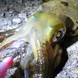 ポイント移動で何とか1杯