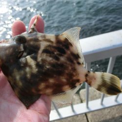 カワハギが絶好調 と言ってもサイズはまだまだ