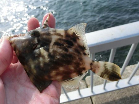 カワハギが絶好調 と言ってもサイズはまだまだ