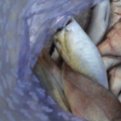 サヨリが居ない