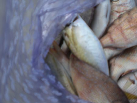 サヨリが居ない