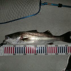 今日も行ってしまった