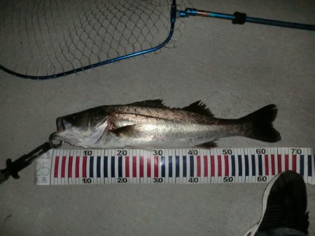 今日も行ってしまった