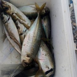 アジング&エギング by朝まずめ