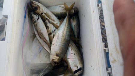 アジング&エギング by朝まずめ