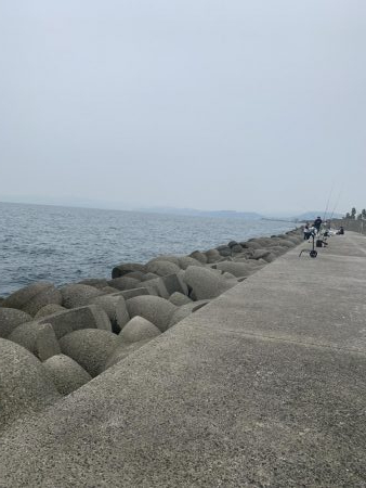 タチウオよ 何処へ?