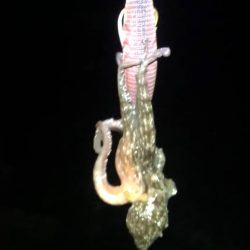 秋イカシーズンインです！！