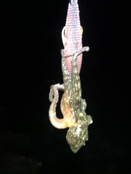 秋イカシーズンインです！！