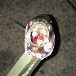 アジング…積んでてよかった