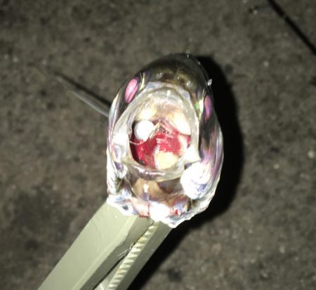 アジング…積んでてよかった