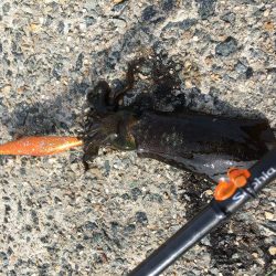 エギング!ナブラ祭り!