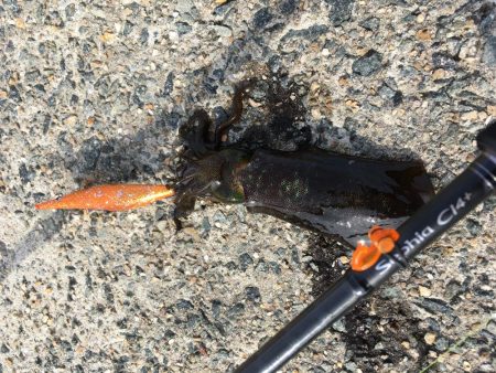 エギング!ナブラ祭り!