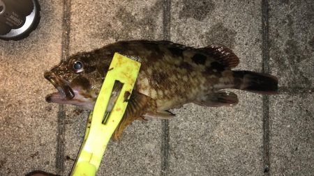 台風前のシーサイドコスモ