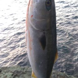 トップでハマチ