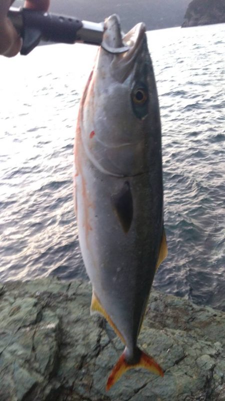 トップでハマチ