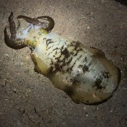 ナイトエギング