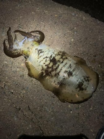 ナイトエギング