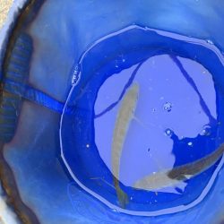 タチウオは何処へ