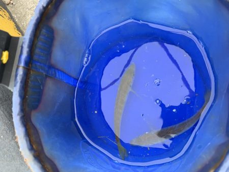 タチウオは何処へ