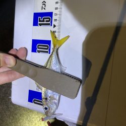 アジングのちシーバス