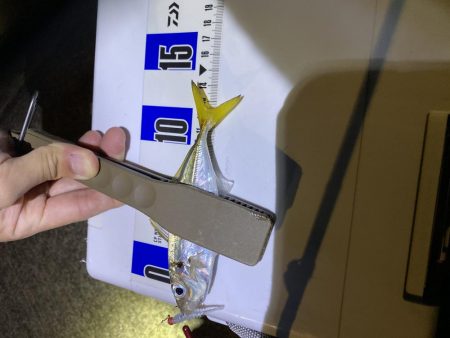 アジングのちシーバス