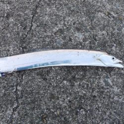 ハマチはお留守