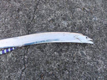 ハマチはお留守