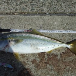 サヨリ釣れず、ハマチ４５，４１㎝他