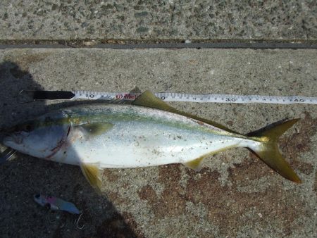 サヨリ釣れず、ハマチ４５，４１㎝他