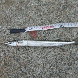 南芦屋浜 サヨリリベンジに長女も参戦