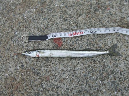 南芦屋浜 サヨリリベンジに長女も参戦