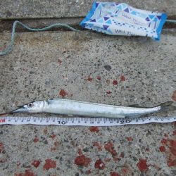 南芦屋浜　満足のサヨリ釣果