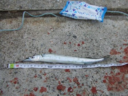 南芦屋浜　満足のサヨリ釣果