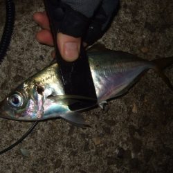 まとまった群れは居ない