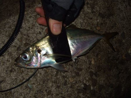 まとまった群れは居ない