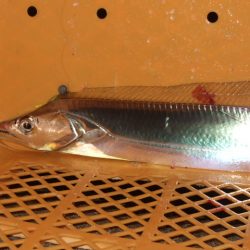 アジング釣行で五目