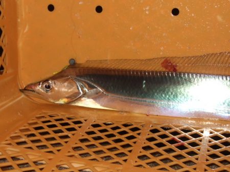 アジング釣行で五目