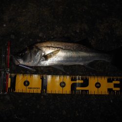 ライトシーバスゲーム…。