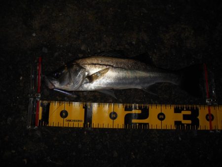 ライトシーバスゲーム…。