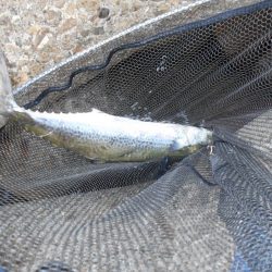 1時間半で青物4ヒット♪