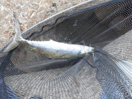 1時間半で青物4ヒット♪