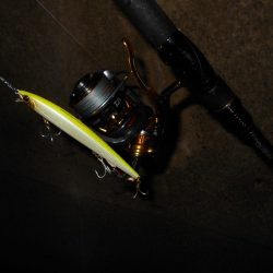 サヨリパターンでランカーヒット♪