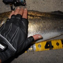 もうランカーでええや～ん