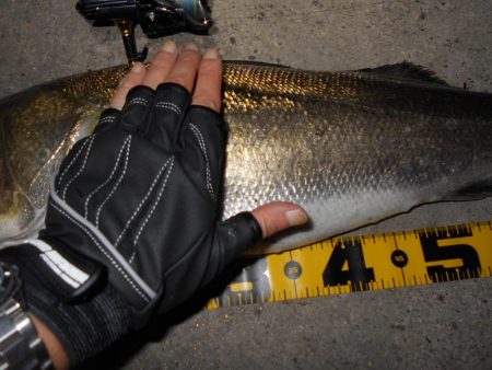 もうランカーでええや～ん