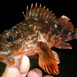 アオリイカ不発