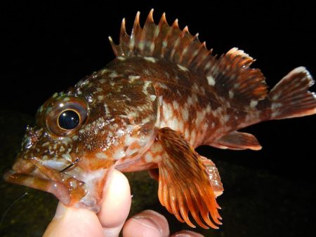 アオリイカ不発