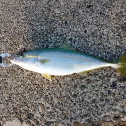 久々のルアー釣り