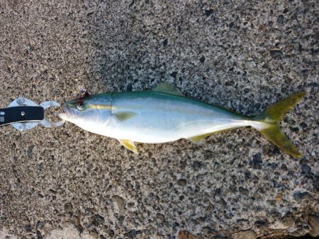 久々のルアー釣り