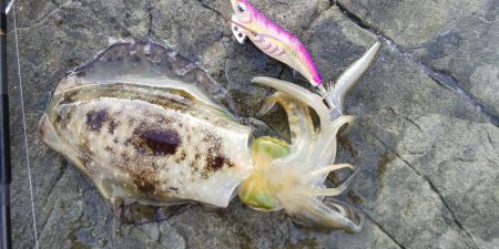 午後からエギングへ